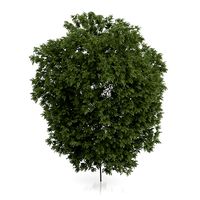 Hackberry Tree (Prunus padus) 3.5m