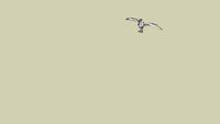 gull