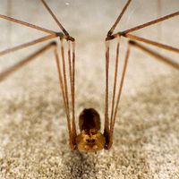 Spider Pholcus Phalangioides