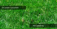 Grass Texture II