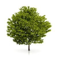 Honey Locust Tree (Gleditsia triacanthos) 5m