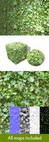 Ivy Wall Seamless Texture