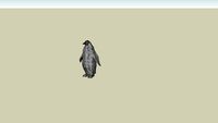 Emperor Penguin