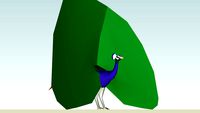 Common Peafowl (adult male) color