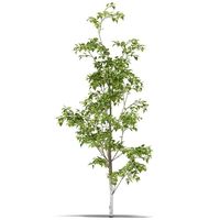Birch