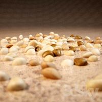 PEBBLES