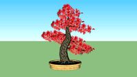 Bonsai-érable DESHOJO-盆栽