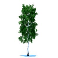 Birch