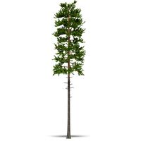 Pine