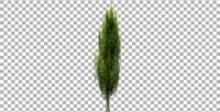 Tree poplar