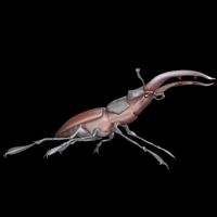 stag_beetle