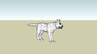 Gray Wolf (adult)