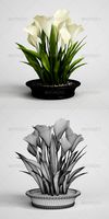 CGAxis Calla Lilies in Planter Pot 22