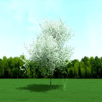 Blooming Cherry Tree 3d Model