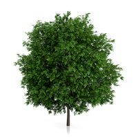 Common Walnut Tree (Juglans regia) 3m