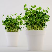 Parsley in a Pot