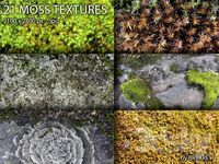 MOSS and Lichen