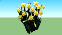 2D face me daffodill