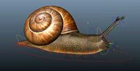 Snail