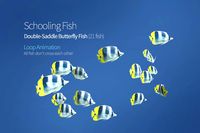 Schooling Double-Saddle Fish