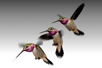 Calliope Hummingbird