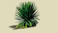 Yucca
