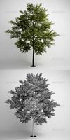 CGAxis Tree 10