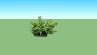 Juniperus squamata 'Holger'