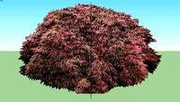 2D Maple Cutleaf