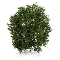 Hackberry Tree (Prunus padus) 4.3m