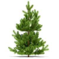 Pine