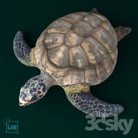 Hawksbill turtle
