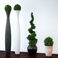 Boxwood Trees