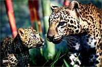 Animalia - Leopard (pack)