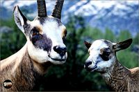 Animalia - Chamois (pack)