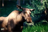Animalia - Moose (female)