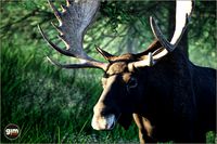 Animalia - Moose (male)