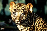 Animalia - Leopard (young)