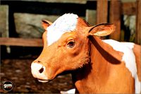 Animalia - Cow (young)
