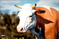 Animalia - Cow (female)