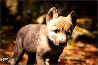 Animalia - Gray Wolf (young)