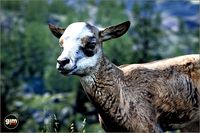 Animalia - Chamois (young)