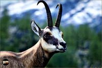 Animalia - Chamois (male)