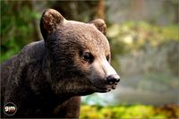 Animalia - Brown Bear (young)