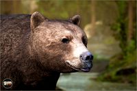 Animalia - Brown Bear (female)