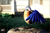 Animalia - Bluebird