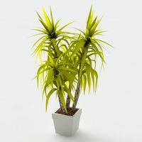 3D Model Potted Dracena Plant