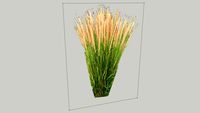 feather reed grass