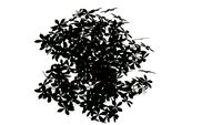 gardenia