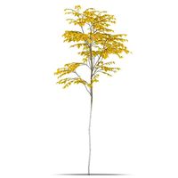 Birch